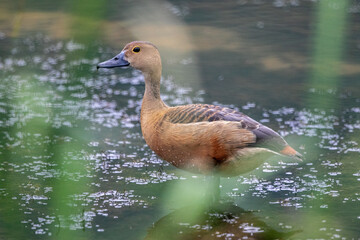 The lesser whistling duck (Dendrocygna javanica), also known as Indian whistling duck or lesser whistling teal