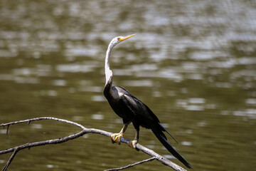 The Oriental darter (Anhinga melanogaster) is a water bird of tropical South Asia and Southeast Asia