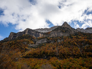 Fototapeta premium Trees in Autumn in Mountains
