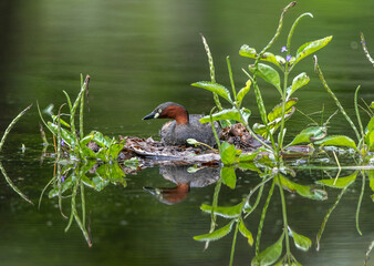 The little grebe is a small water bird with a pointed bill © wonderisland