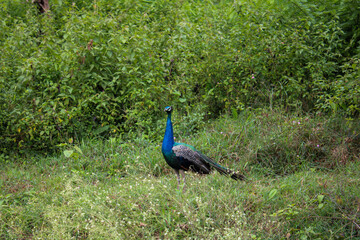 Obraz premium peacock in the green forest