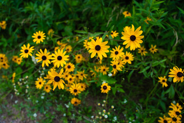 Bright yellow wildflowers with dark centers in bloom.