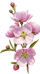 Watercolor Illustration of Pink Blossom Flowers on a Branch Isolated on Transparent Background