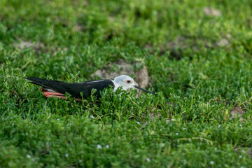 Black-winged Stilt incubates eggs in a nest made on green aquatic plants.
