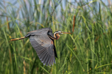 Purple heron with its graceful flight and large body size