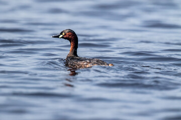 The little grebe is a small water bird with a pointed bill
