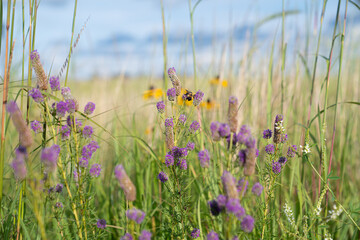 Bee collecting nectar from wildflower