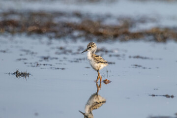 Young Black-winged Stilts practicing foraging