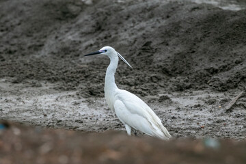 Bitterns, herons, and egrets are all long-legged wading birds with long necks and pointed bills for spearing fish or other prey