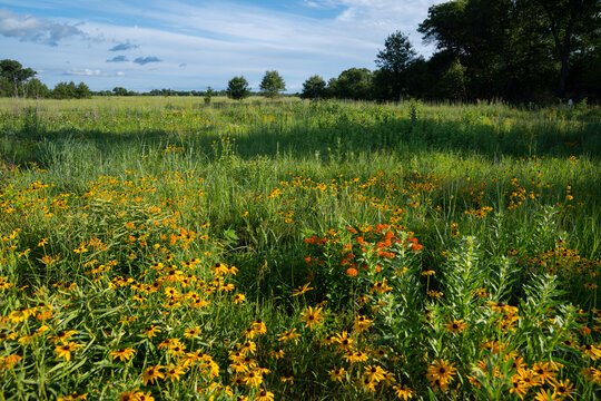 wildflowers in meadow during a sunny summer day