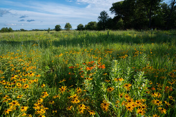 Obraz premium wildflowers in meadow during a sunny summer day