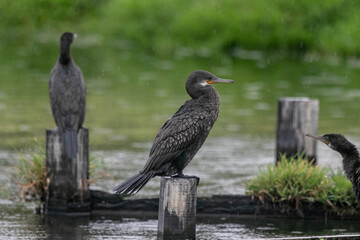 The Indian cormorant or Indian shag (Phalacrocorax fuscicollis) is a member of the cormorant family