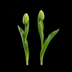 Fototapeta premium Two Green Tulip Buds Isolated on Black Background A Photo Illustration