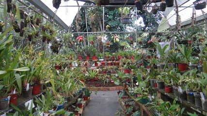 flowers in a greenhouse