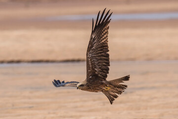 Yellow-bellied Kite in flight