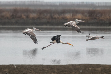 Spot-billed Pelican Pelecanus philippensis A large pale waterbird with a hefty pinkish pouched bill