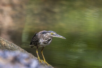 Striated herons are mostly non-migratory and noted for some interesting behavioral traits