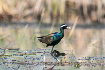 The bronze-winged jacana is a large wader from Southeast Asia.