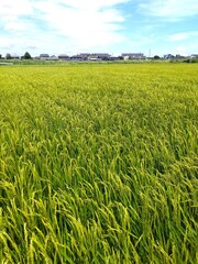 稲穂を付け始めた風に吹かれる真夏の田んぼ風景