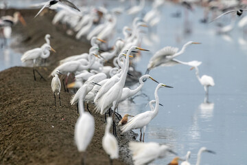 Bitterns, herons, and egrets are all long-legged wading birds with long necks and pointed bills for...