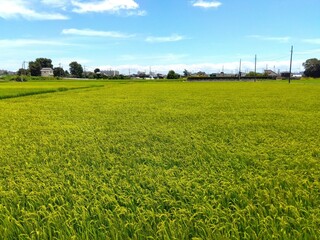 稲穂を付け始めた風に吹かれる真夏の田んぼ風景
