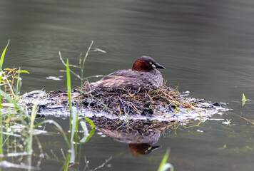 The little grebe is a small water bird with a pointed bill