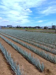 真夏の猛暑日のネギ畑風景