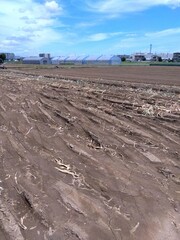 収穫の終わった真夏のネギ畑風景