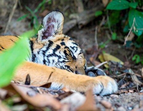 Baby tiger sleeping in foliage - Powered by Adobe