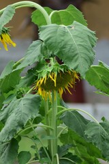 Sunflower in the garden.