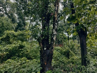beautiful botanical shot, natural wallpaper. Various trees in the village