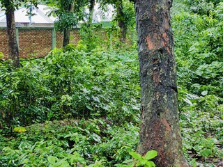 Obraz premium Dense foliage in a forest setting, showcasing vivid greenery, tall trees, and a feeling of natural serenity and tranquility. Captures the essence of nature's unspoiled beauty and lush environment.