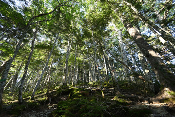 Climbing  Mount Senjogatake Yamanashi, Japan