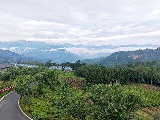 Chinese tea garden
