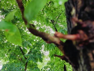 green leaves on a tree