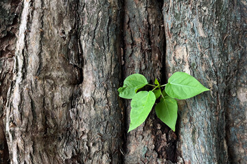 tree bark with green leaves