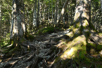 Climbing  Mount Senjogatake Yamanashi, Japan