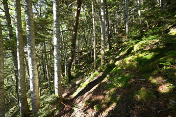 Climbing  Mount Senjogatake Yamanashi, Japan