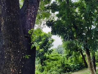 beautiful botanical shot, natural wallpaper. Various trees in the village