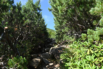 Climbing  Mount Senjogatake Yamanashi, Japan