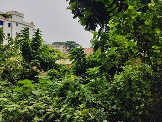 beautiful botanical shot, natural wallpaper. Various trees in the village