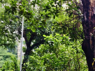 beautiful botanical shot, natural wallpaper. Various trees in the village