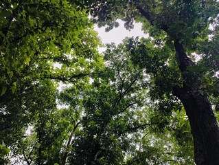 Dense foliage in a forest setting, showcasing vivid greenery, tall trees, and a feeling of natural...