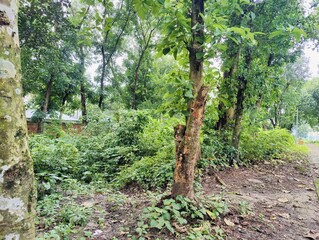 beautiful botanical shot, natural wallpaper. Various trees in the village
