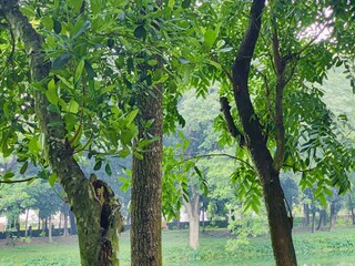 beautiful botanical shot, natural wallpaper. Various trees in the village