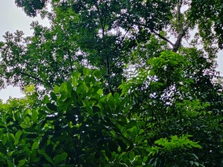 beautiful botanical shot, natural wallpaper. Various trees in the village