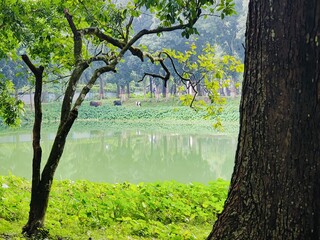 Lush vibrant forest with dense greenery and towering trees in serene atmosphere