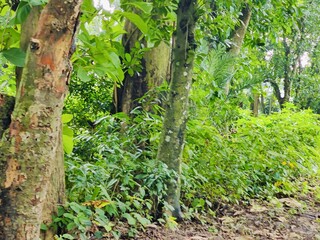 beautiful botanical shot, natural wallpaper. Various trees in the village