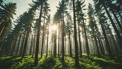 Fototapeta premium Le soleil se lève dans la forêt