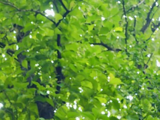 beautiful botanical shot, natural wallpaper. Various trees in the village